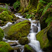 Rainforest Creek, British Columbia