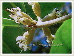 Very small and creamy-white flowers of Synsepalum dulcificum (Miracle Fruit, Miracle Berry, Miraculous Berry, Flavour/Sweet Berry, 10 Feb 2018