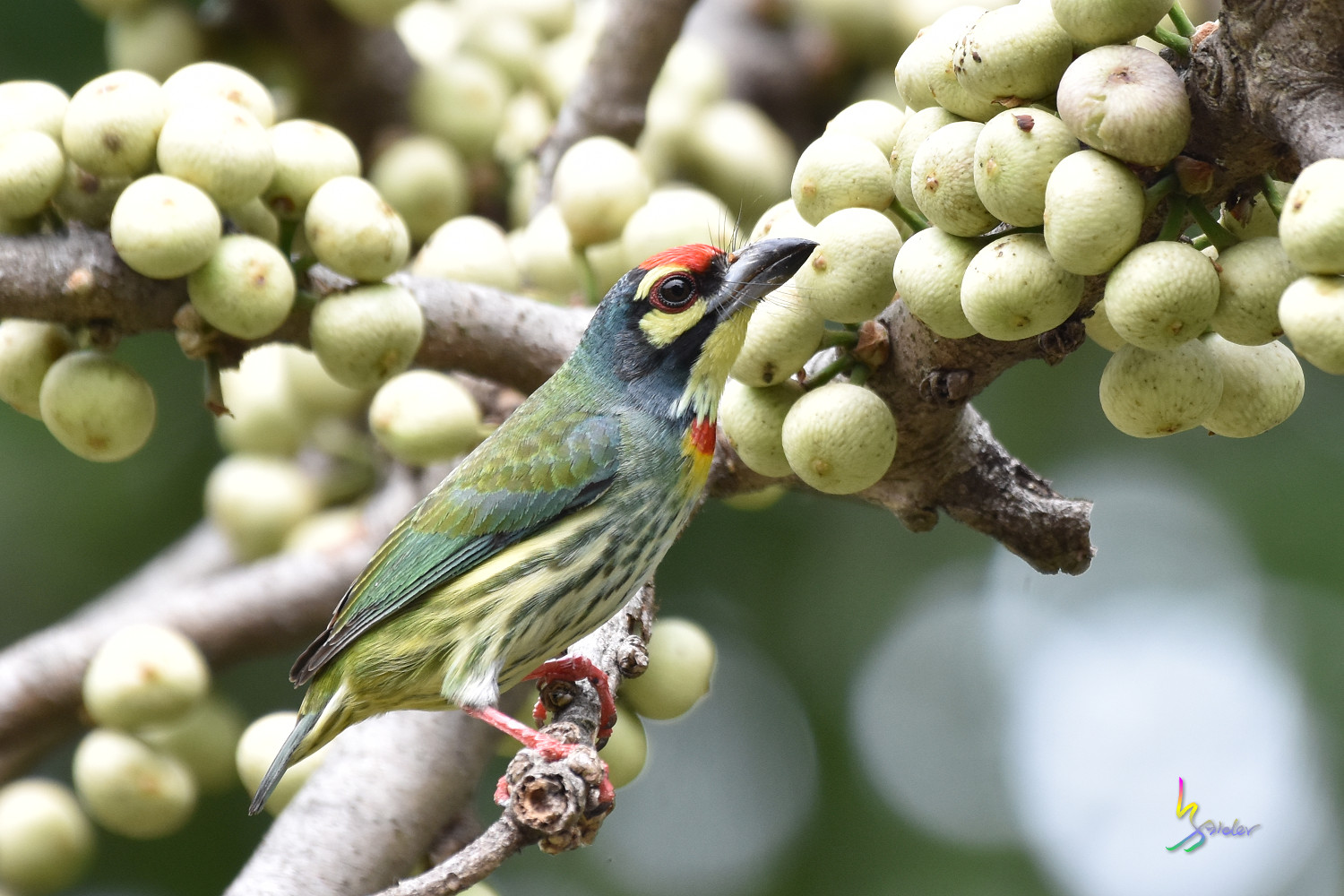 Coppersmith_Barbet_1979