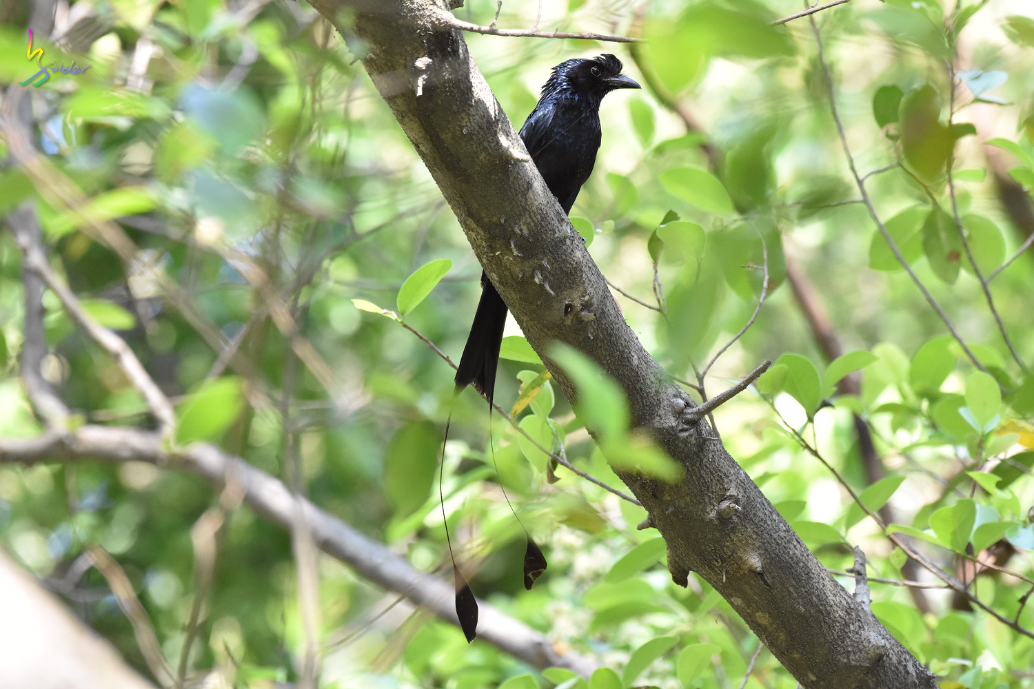Greater_Racket-tailed_Drongo_7514