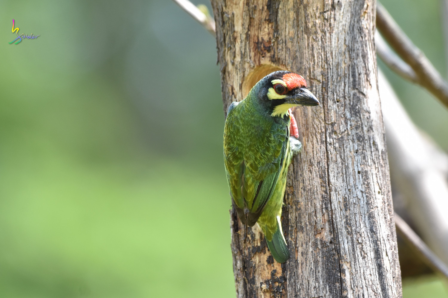 Coppersmith_Barbet_8445