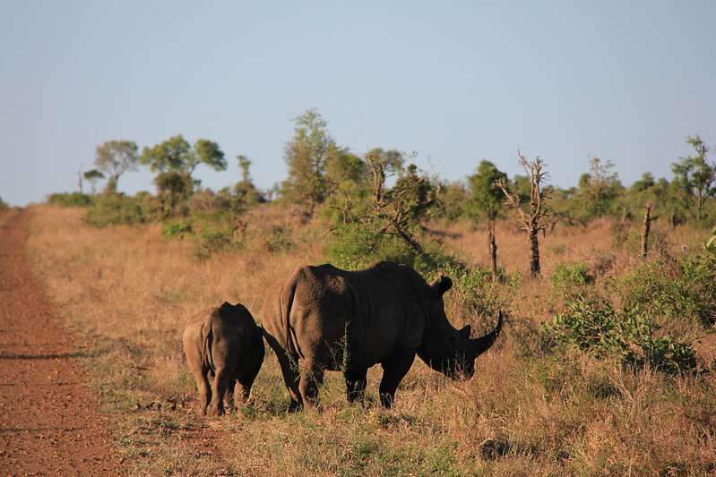 Rhinos at Sunset
