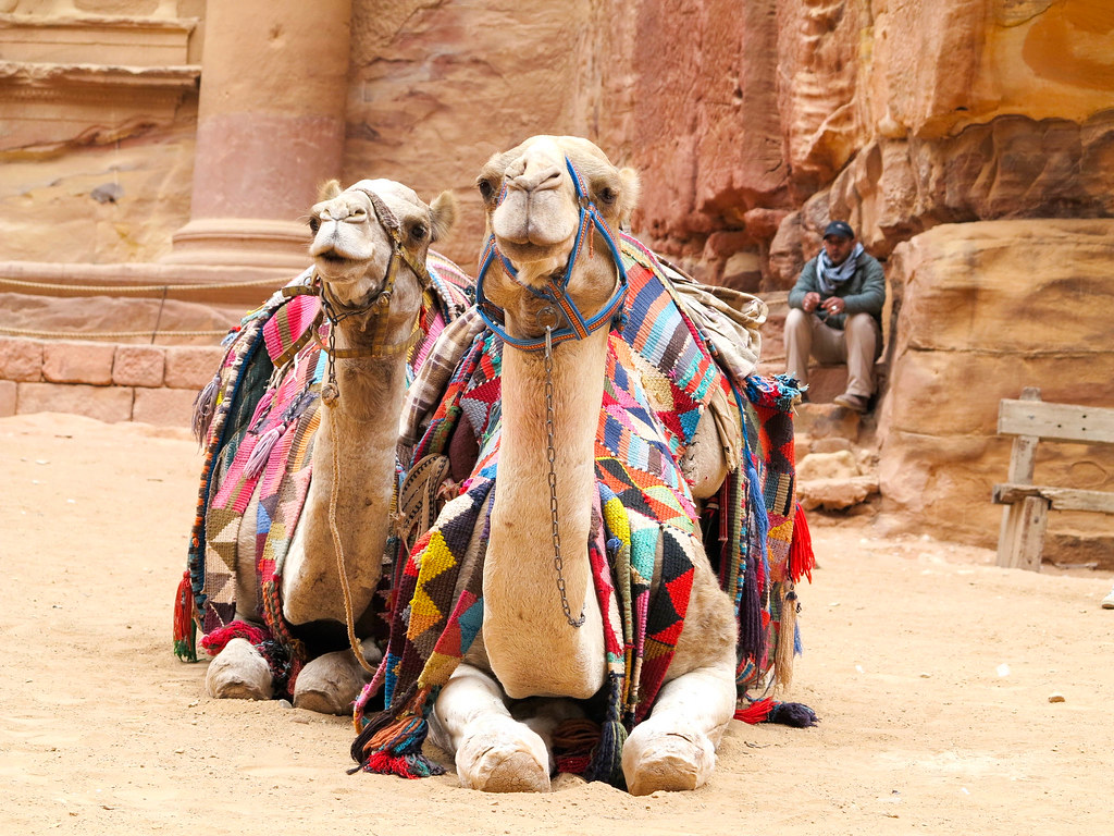 Camellos en El Tesoro