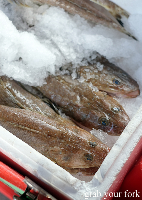 Flathead fish at Southside Farmers Market in Canberra