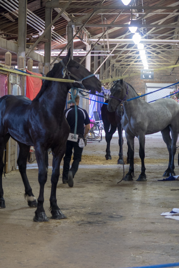 Horses at Horse Barn at Iowa State Fair
