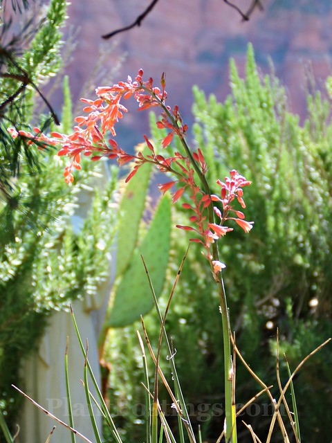 red yucca