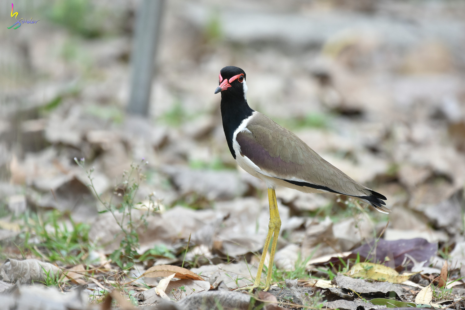 Red-wattled_Lapwing_3621