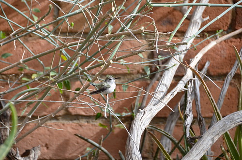 Desert Museum little bird