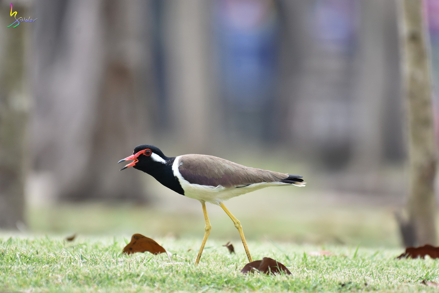 Red-wattled_Lapwing_4472