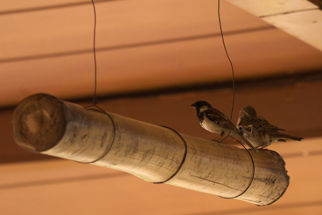 House sparrows!