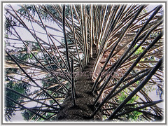 Araucaria bidwillii (Bunga Pine, Bunya-Bunya Tree, False Monkey Puzzle Tree, Queensland Pine) with whorls of radiating branches, 8 Feb 2018