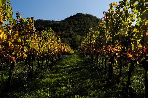 vineyard vigneto landscape paesaggio farm fattoria canon eos6d 24105mm