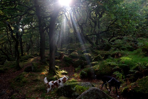 Dogs in Sunlight