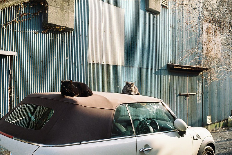 Leica Ⅲf＋Canon serenar 35mm f2 8 Lomography Color Negative 100上池袋にしすがも橋の袂の猫 キジ虎 黒