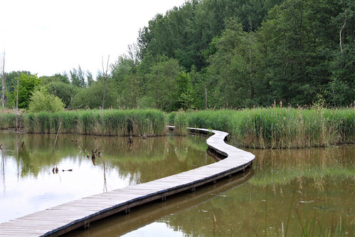wooden walking path on lake