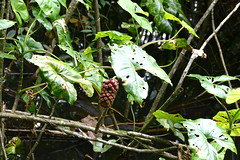 Moucou-moucou (Montrichardia arborescens)