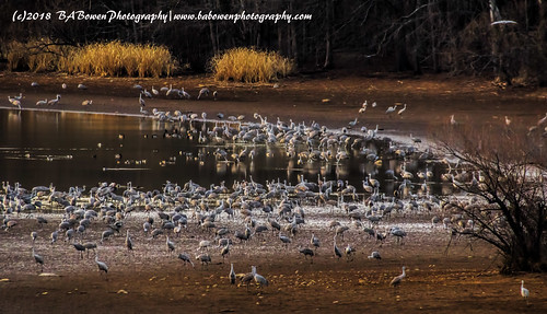 sandhillcrane hiwasseenwr tennessee wildlife birds birding naturephotography babowenphotography