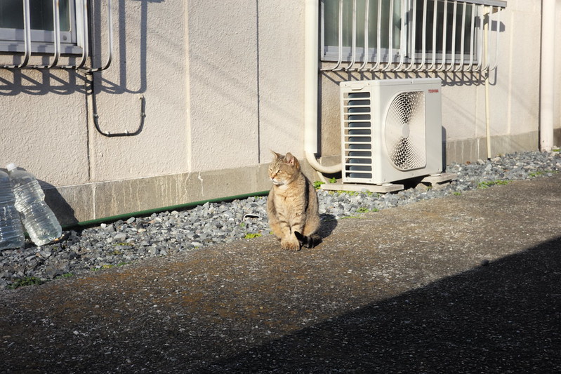 Leica M TYP240+Jupiter8 50mm f2.0上池袋線路沿いの猫。キジ虎