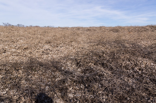 Andersonville Island dormant kudzu field