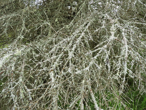 lichen f17woo27 buzzardswamp forestcountypennsylvania lichensontree