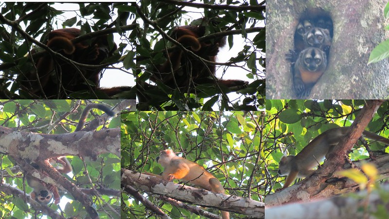 Día 20 - Lodge SELVA (Día II - Entre monos, pirañas y tarántulas. Atardecer) - Sur de Perú (de Lima a MachuPicchu) + Cordillera Blanca + Amazonas - 2017 (2)