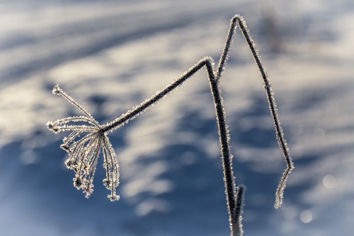 luontokuvaus luonto valokuvaus nature photography talventörröttäjä koiranputki back light vastavalo vastavaloon kuvaaminen luontokuva talvi (1 of 1)
