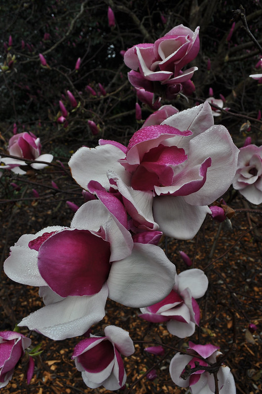 Magnolia x 'Todd Gresham' (4)