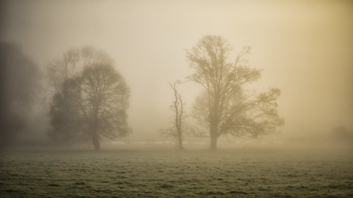 red sonya7rii wiltshire morning salisbury littledurnford sonyf1450mmlens mist misty sunrise trees 50mm landscape a7ii α7ii