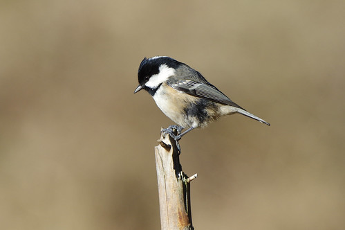 fineshadewoods northamptonshire nature wild wildlife bird periparusater coaltit