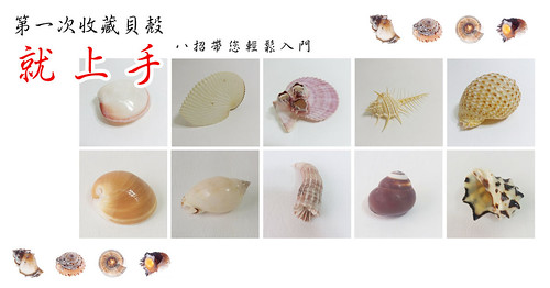 不可不知的貝殼收藏知識 第一次收藏貝殼就上手