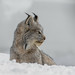 Lynx du Canada - Lynx Canadensis