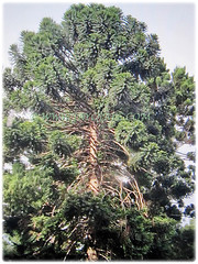 Araucaria bidwillii (Bunga Pine, Bunya-Bunya Tree, False Monkey Puzzle Tree, Queensland Pine) is a very large and evergreen coniferous tree, 8 Feb 2018