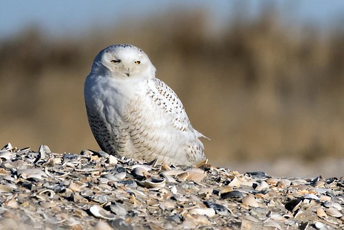NY: Snowy Owl on Beach