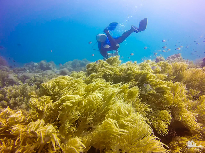 Successful soft coral farm and restoration project