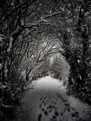 telfordtownpark trees winter shropshire dawley