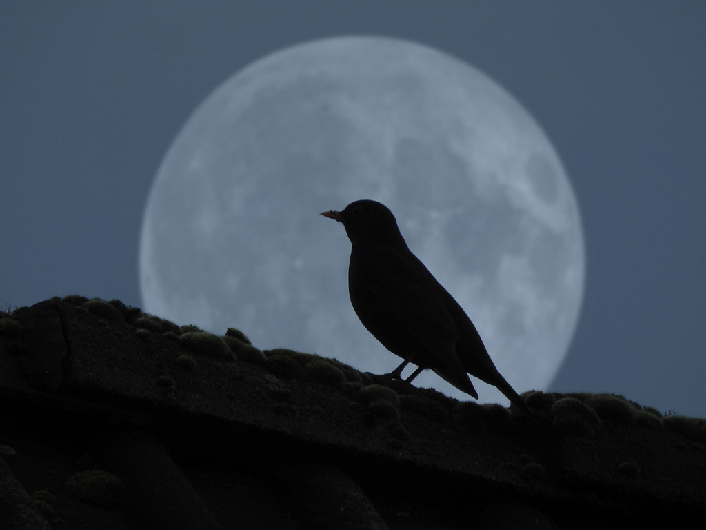 the bird in the moon