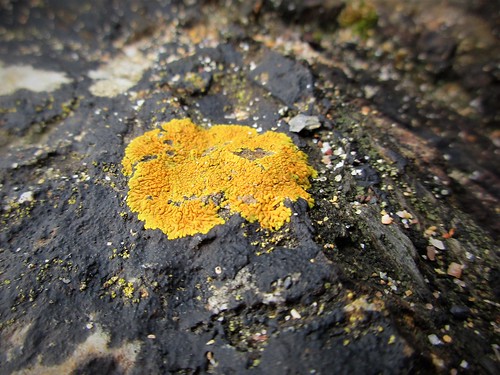 lichen blacktarlichen orangelichen rock verrucariamaura 2018onephotoeachday canonixus170 beautifulnature baginbunhead seashore coast