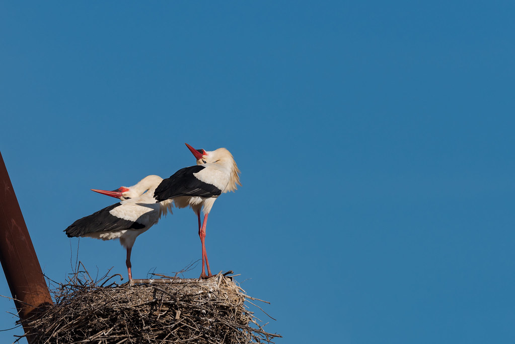 White Storks Greeting