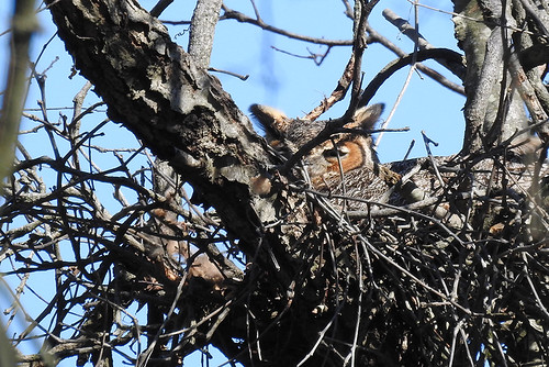 Queens: Great Horned Owl