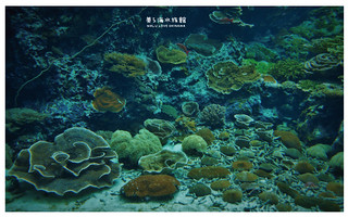 沖繩美麗海水族館-12