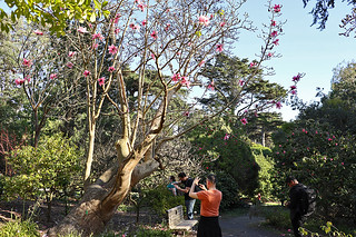 Magnificent Magnolia - SF Botanical Garden 7 Saucer Magnolia taking pictures