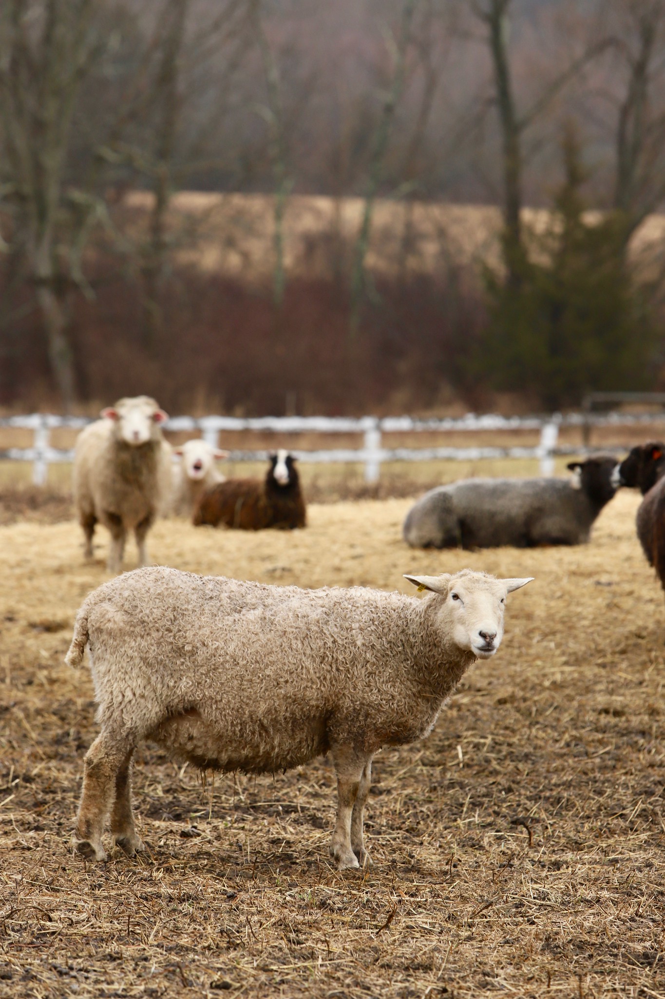 Sawkill Farm Sheep