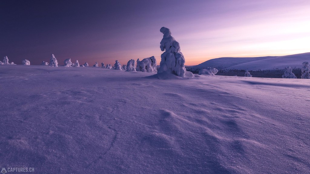 Frozen tress - Lapland
