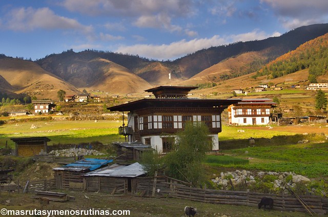 Por los monasterios y bosques de BUTAN - Blogs de Bhutan - El valle de Phobjikha: las grullas cuellinegras son las dueñas (7)