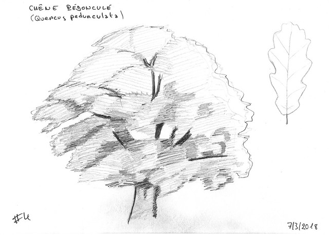quercus pedunculata