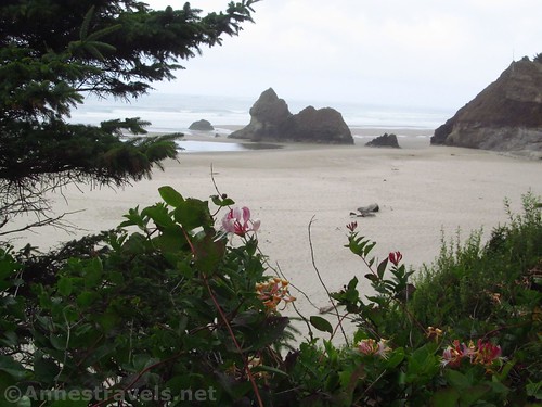 Wildflowers in the parking area overlooking Lion Rock and Arcadia Beach in Oregon
