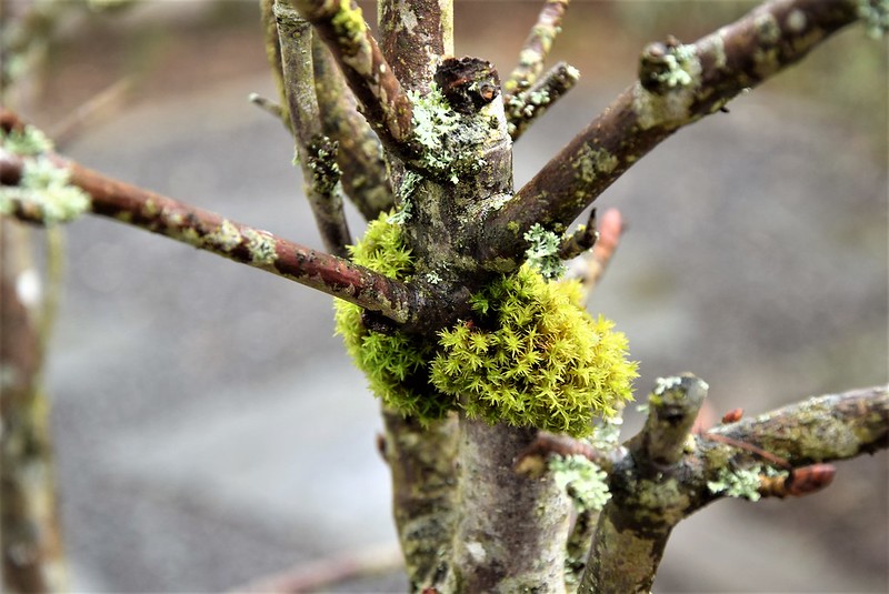 Horse Chestnut with moss 10.03 (1)