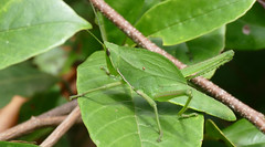 Romaleid Grasshopper (Prionolopha serrata) nymph