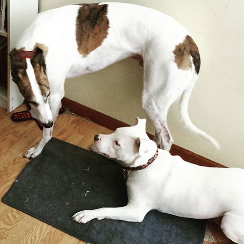 2/2 Carla playing with her brother. #Cane #DogsOfInstagram #greyhound #Carla #pitbullmix #pitbullsofinstagram
