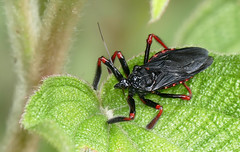 Assassin Bug (Apiomerus geniculatus) - Photo of Roura